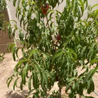 ویلای دو خواب دهکده باران|فروش خانه و ویلا|ماهان, |دیوار