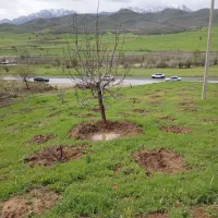 زمین کشاورزی کانی دینار روی خیابان اصلی