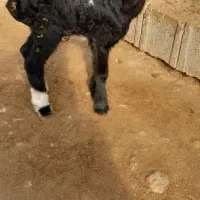 بره شیری|حیوانات مزرعه|خفر, |دیوار