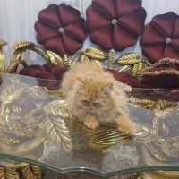 گربه پرشین شش ماهه نر