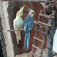 جفت عروس هلندی با تخم و قفس