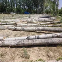 خرید انواع درخت و چوب در تمام استان به صورت نقدی|خدمات باغبانی و درختکاری|اردبیل, |دیوار