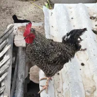فروش خروس