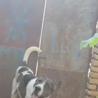 سگ گم شده هر پیدا کنه ۵ میلیون جایزه|سگ|سلیمان, |دیوار