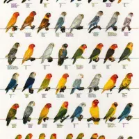 خواس.تار کوتوله برزیلی دستی ماده