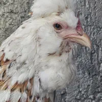 تخم نطفه دار گلین وگلین لری فول کیفیت|حیوانات مزرعه|قزوین, |دیوار