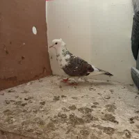 کبوتر یا کفتر|پرنده|مشکین‌دشت, |دیوار