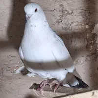 کفتر|پرنده|ورامین, ورامین|دیوار