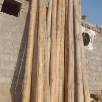 خریدار انواع چوب ساختمانی قلمه بیدودرختان میوه|خدمات باغبانی و درختکاری|میانه, |دیوار