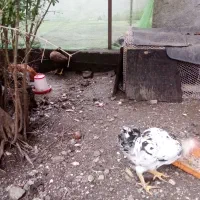 مرغ و خروس فروشی|حیوانات مزرعه|آستارا, |دیوار