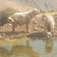 قوچ لری