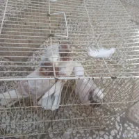 ۳ عدد کفتر ۲ عدد سازدهنی زرد و۱ عدد سرور زرد