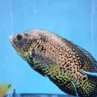 پرت کینگ غول پیکر...سورم رداسپات سایز فوق درشت|ماهی|اصفهان, مسجد مصلی|دیوار