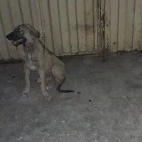 سگ ماده سرابی ۹ ماهه|سگ|نکا, |دیوار