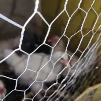 مرغ و خروس فروشی|حیوانات مزرعه|کرمان, |دیوار