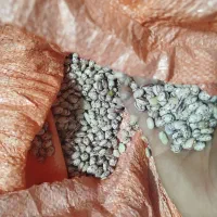 لوبیا چیتی بوجاری شده