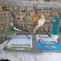 جفت عروس هلندی حرفه ای رام رام|پرنده|هشتگرد, هشتگرد قدیم|دیوار