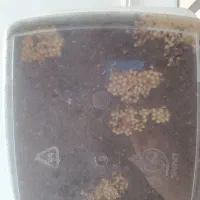 حلزون|خزنده|سبزوار, پیام|دیوار