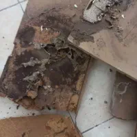 سمپاشی سوسک ،موریانه ،کک،ساس100٪تضمینی