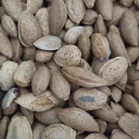 بادام دیم کوهسرخ
