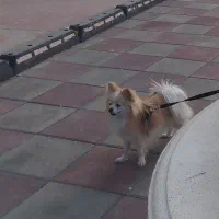 سگ  پامرنین فروش توافقی