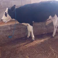 گوساله|حیوانات مزرعه|گرگان, |دیوار