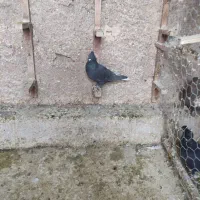 دم سفید جوان|پرنده|شیراز, تندگویان|دیوار