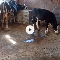 دوعددگاوشیری باگوساله