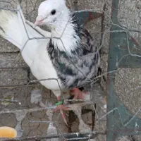 یک جفت طوق هف رنگ ۱۵۰۰