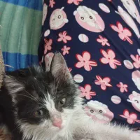 واگذاری رایگان گربه ماده