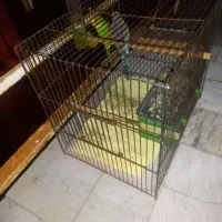 دوعدد مرغ عشق نر وماده