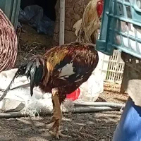 فروش فوری  مرغ و خروس لاری