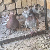 کبوتر|پرنده|اصفهان, عاشق‌آباد|دیوار