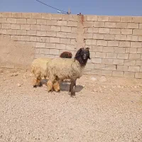 شیشک قوچ و کووه قوچ