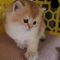 گربه بریتیش گلد ny25