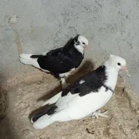 کفتر درجایی|پرنده|میناب, |دیوار