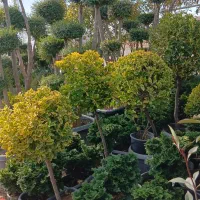 خدمات.باغبانی هرسکاری کودهی.دماوند.بومهن