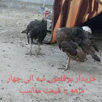 بوقلمون