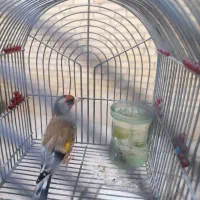 سهره دهن دار|پرنده|مرودشت, ابوذر جنوبی|دیوار