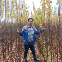 نهال با اصالت ( نهالستان فرامرز)|خدمات باغبانی و درختکاری|عسگران, |دیوار