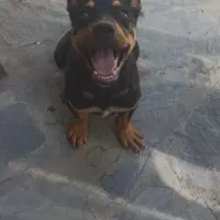 سگ روتوایلر نر
