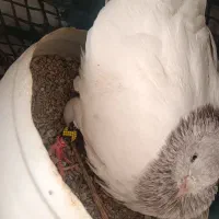 کبوتر کله الماسی|پرنده|رزن, |دیوار