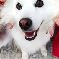 سگ نر نژاد اشپیتزژاپنی سن سه ساله  واکس زده شده