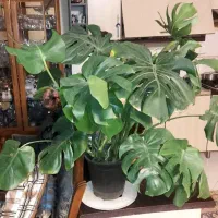 لیندا برگ انجیری بنجامین گلدان بزرگ