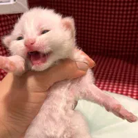 رزرو رزرو گربه بریتیش سفید|گربه|نوشهر, |دیوار