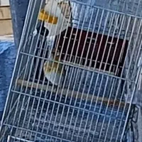 سهره قناری دهن سر سیاه