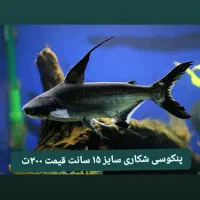 فروش ماهی تزئینی و آکواریوم|ماهی|سیرجان, |دیوار