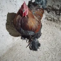 تخم مرغ برهما|حیوانات مزرعه|گرگان, |دیوار