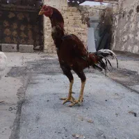 لاری