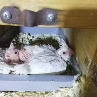 جوجه عروس آلبینیو